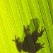 American Green Tree Frog